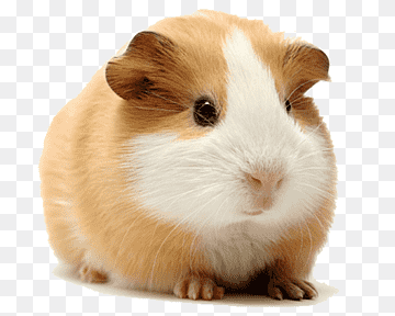 Pet Arabia Guinea Pigs Live Pet